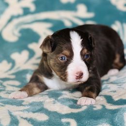 Miniature Australian Shepherd and Toy Australian Shepherd Puppies from Crooked Oak Aussies