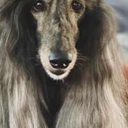 Afghan Hounds from Athena Afghan Hounds