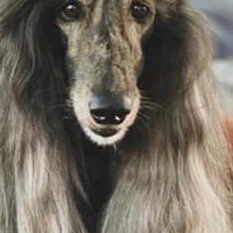Afghan Hounds from Athena Afghan Hounds