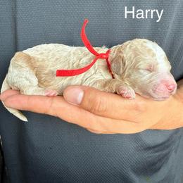 Harry - Apricot male Goldendoodle puppy in Conroe, Texas from Tails of Cypress