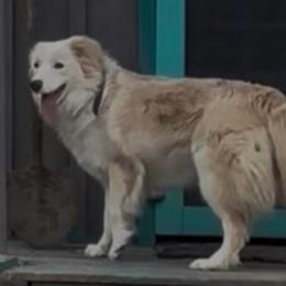 Cricket - Border Collie