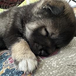 Shiba Inu Puppies from The Animal Farm Shiba Inu & Mameshiba Breeders