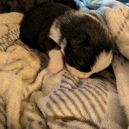 Sir Duncan - Panda male German Shepherd puppy in Garrett, Indiana from Devil-Dog Shepherds