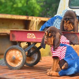 American Bully and Bloodhound Puppies from Blue Collar Kennelz Bloodhounds and American Bullies