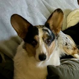 Lyndy - Cardigan Welsh Corgi