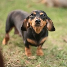 Emma - Dachshund