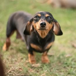 Emma - Dachshund