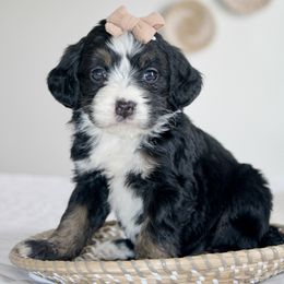 Cocoa -TRI COLOR - Tri-color female Bernedoodle puppy in Apple Creek, Ohio from Arlene Hershberger