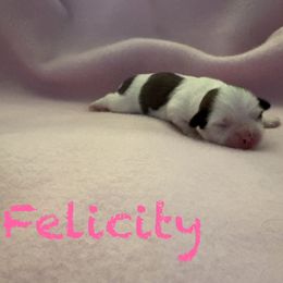 Felicity - Parti female Lhasa Apso puppy in Cincinnati, Ohio from Shangri-La Lhasa Apsos