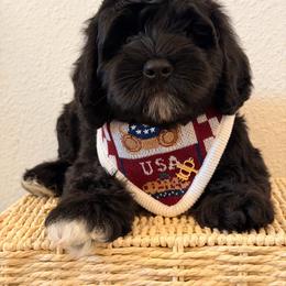 Motive - Black male Australian Labradoodle puppy in Valley Springs, California from Blue Denim Doodles