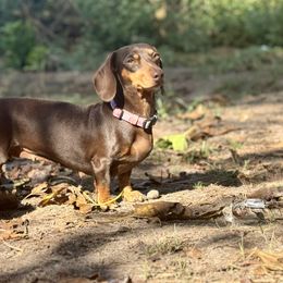 Callie - Dachshund