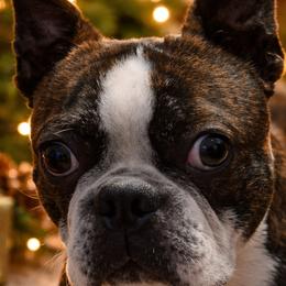 Doc - Boston Terrier