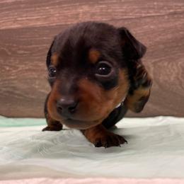 Belle - Black and rust female Miniature Pinscher puppy in Lancaster, Missouri from White Stone Ranch