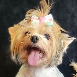 Khaleesi  - Yorkshire Terrier