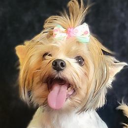 Khaleesi  - Yorkshire Terrier