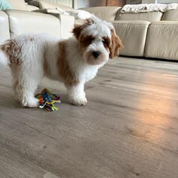 Patches - Parti female Goldendoodle puppy in Brooksville, Florida from Abby’s Standard Goldendoodles