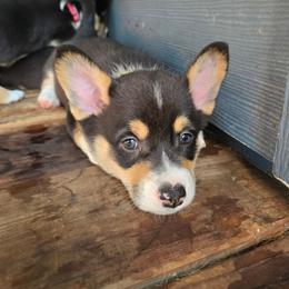 Glee - Black and tan male Pembroke Welsh Corgi puppy in Citrus Heights, California from The Joy of Corgis
