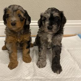 Aussiedoodle and Miniature Australian Shepherd Puppies from Dazy Mayze Mini Aussies and Aussiedoodles