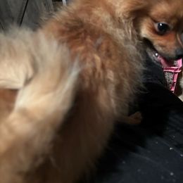 Jellybean (ckc) - Orange sable Pomeranian puppy in Helen, Georgia from DNA Poms