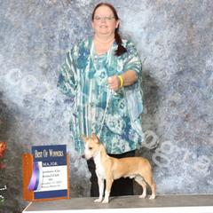 Miniature American Shepherd and Portuguese Podengo Pequeno All Grown Up from Kaprikorn