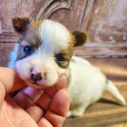 Vixen - White female Companion Cross puppy in Davenport, Washington from Lovely Ladies and Little Asses Miniature Equines (L3A Pomeranians & Papillons)