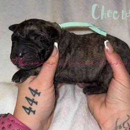 Choctaw - Tiger male Perro de Presa Canario puppy in Horizon, Texas from Mesquite Creek Kennels