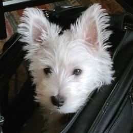 Boy 1 - White male West Highland White Terrier puppy in Spokane, Washington from Pleasant Prairie Farms