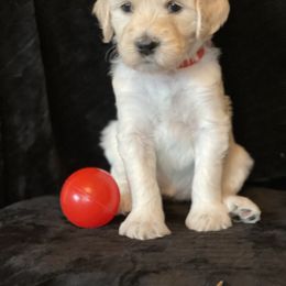 Bernedoodle and Goldendoodle Puppies from White Oak