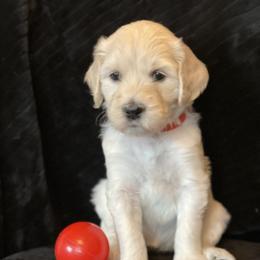 Bernedoodle and Goldendoodle Puppies from White Oak