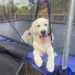Golden Retriever All Grown Up from Brownfield’s English Cream Golden Retrievers
