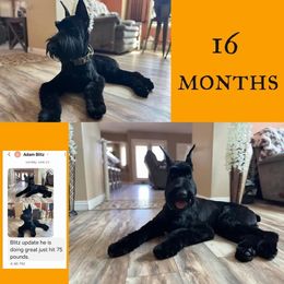 Giant Schnauzer Puppies from W2G Giant Schnauzers