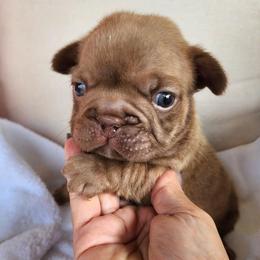 Coco Puff - Liver female French Bulldog puppy in Las Vegas, Nevada from Fabulousbulldogs LLC
