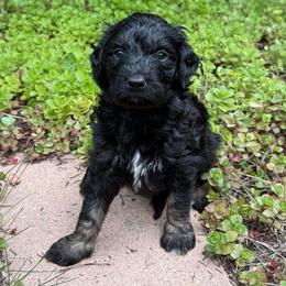 Tide - Phantom male Bernedoodle puppy in Monument, Colorado from Colorado Dreamin Doodles