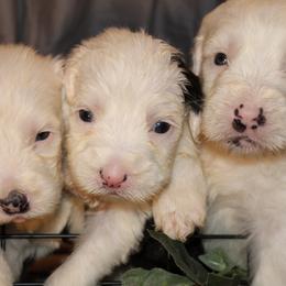 Poodles and Shih Tzus from Animal Crackers