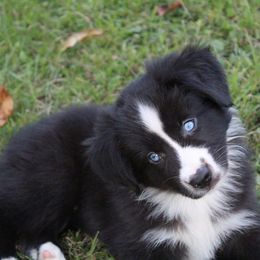 Miniature Australian Shepherds and Toy Australian Shepherds from Sunset View Farms