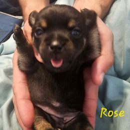 Rose - Black and tan female Chihuahua puppy in Bethlehem, Pennsylvania from Steel City Exotics