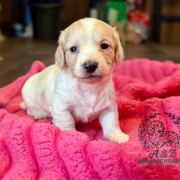Sadie - Piebald female Dachshund puppy in Hornbeck, Louisiana from A&Z Mini Dachshunds