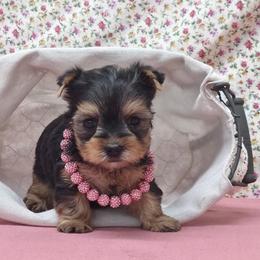 Layla - Blue and gold female Yorkshire Terrier puppy in Monticello, Iowa from Ashley’s Puppies