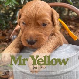 Mr. Yellow - Red  male Goldendoodle puppy in Pensacola, Florida from Ruby Pupper Doodles