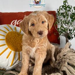 Love - Cream female Goldendoodle puppy in Waterford, Michigan from Oh My Doodness!