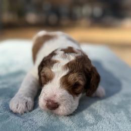 Tundra - Tri-color male Bernedoodle puppy in Russellville, Arkansas from Crossgate Doodles