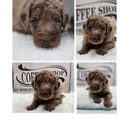 Macchiato - Merle male Goldendoodle puppy in Summerville, South Carolina from Channys Doodles