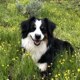 Rocket - Miniature American Shepherd