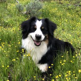 Rocket - Miniature American Shepherd