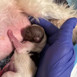 Faith - Chocolate, tan and white female Yorkshire Terrier puppy in Williamstown, New Jersey from Pat’s Garden State Yorkies