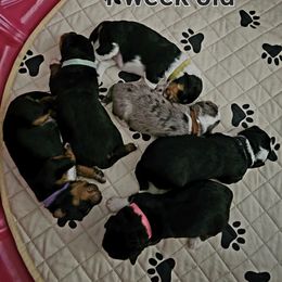 Aussiedoodle Puppies from Parrish Precious Ones
