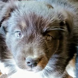 Girl 3 - Black tri-color female Australian Shepherd puppy in Woodbridge, Connecticut from Somewhere in Thyme Aussies