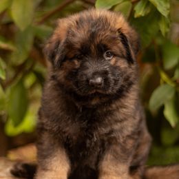 Spinosaurus (Spino) - Sable male German Shepherd puppy in Gig Harbor, Washington from Crescent Lake Shepherds