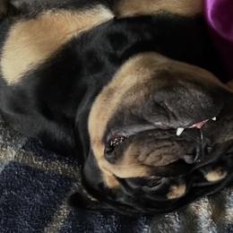 Bulldogs from Monster Kennel Co.