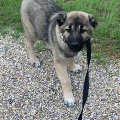 Armenian Gampr and Boxer Puppies from Moonlite Boxers N Gamprs